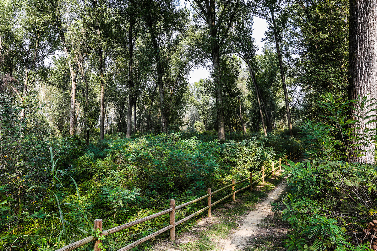 visita-bosco-caldaren-foto-benelli